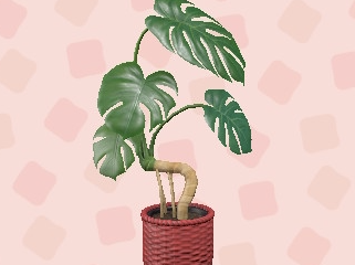 monstera plant