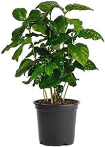 coffee plant